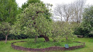 Pohon apel inspirasi Isaac Newton menemukan teori gravitasi. (Flick/Dun.can)